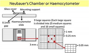 RBC Count Method - Requirements, Video, Procedure & Calculation - Biology Reader