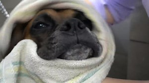 216K views · 16K reactions | One of the best dog breeds of all time | Girl With The Dogs | Facebook