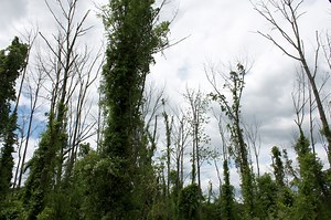 Where do ash trees stand? The uncertain future of an American genus