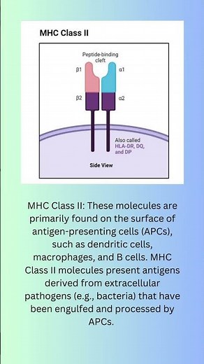 MHC AKA major histocompatibility complex