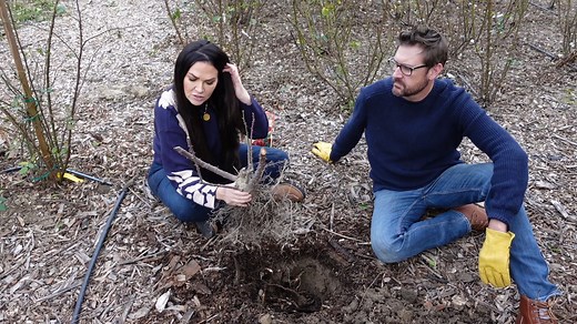 3.9K views · 125 reactions | Learn how to plant bareroot roses in the ground! | Grace Rose Farm | Facebook