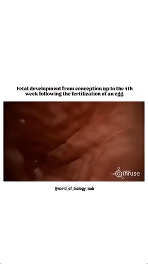 World of Biology on Instagram: "This 3D animation showcases fetal development from the moment of conception through the fourth week after fertilization. It features stunning visuals, including an external view of the cervix, a perspective from inside the uterus, the fallopian tube, as well as detailed depictions of eggs—both outside the outer membrane and within the nucleus. The animation beautifully captures key milestones: the zygote dividing and traveling, the blastocyst continuing its divisi