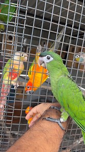 6.6K views · 110 reactions | 列Hahn’s Macaw-க்கு DNA溺 Test பண்ணலாமா? 樂” Aviary 360 whatsapp group 4:- https://chat.whatsapp.com/J5z9FED420gAdNgyRsfEfm #prasanth360 #birds #macaw #hahnsmacaw #hahns #bird #cutebirds #tamil #reels #nowtrending #trending #reelstamil #coimbatore | Prasanth360 | Facebook