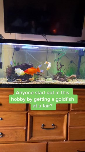 fitzthescape on TikTok