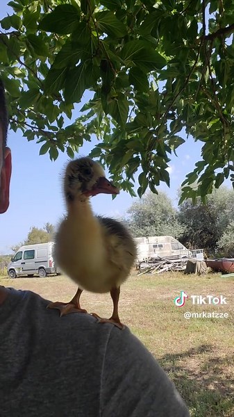 fifi l'oie adore la musique !