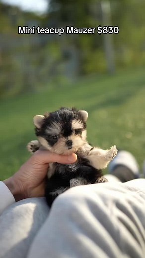 Mini Teacup Mauzer: The Perfect Puppy Mix