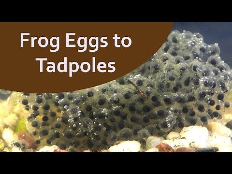 Frog Egg Development Time Lapse
