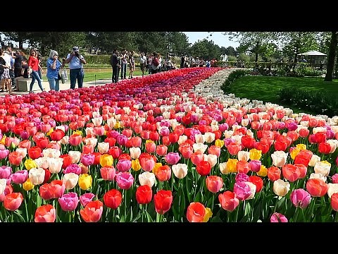 Tulips in Spring - Keukenhof garden, Netherlands