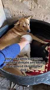 339 reactions · 66 shares | URGENT HELP NEEDED the shelter is out of food, please donate small or large amounts can help, Click here to donate https://www.paypal.com/donate?hosted_button_id=ZGTVCJCRBQCAY #doglover #adoptdontstop #dogsofinstagram #helpdogs #donate #support #dog | Daisy Copper | Facebook