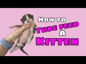 How to Tube Feed a Kitten