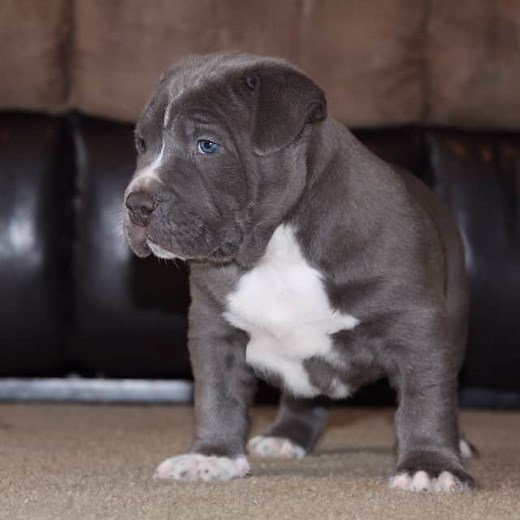 XL PITBULL PUPPIES FOR SALE | CHAMPAGNE XXL PITBULL PUPPIES | LILAC PITBULL PUPPIES