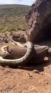 Epic Three-Way Battle: Komodo Dragon vs Python vs Sheep#KomodoFight, #WildlifeClash, #NatureVsNature