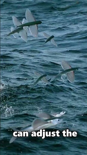 How do flying fish fly?