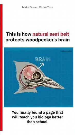 🦜This is how 💀 natural seat belt protects🪵woodpecker's brain 🧠 | MDCT