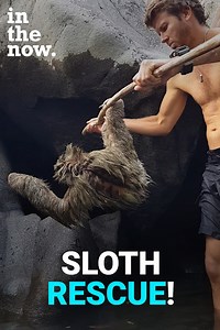 29M views · 6.6K reactions | This little sloth was nearly at the end of his rope when these humans found him... | Dearly Presents | Facebook