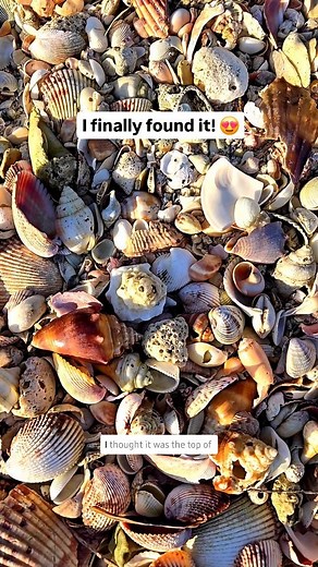 42K views · 185 reactions | Finally found a whole one! ⬇️ . I had to...