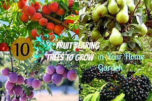 17 Popular Fruit Bearing Trees That Are Easy To Grow - The Self-Sufficient Living