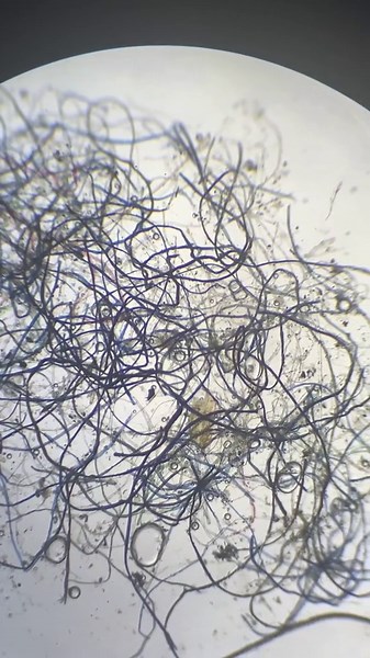 Exploring Skin Cells and Hair Under the Microscope