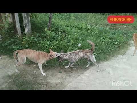Dog & cat fighting
