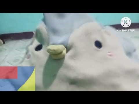 Thirdboi Intro But with Reversed Audio Sources