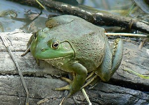 American Bullfrog | The Animal Facts | Habitat, Breeding, Appearance