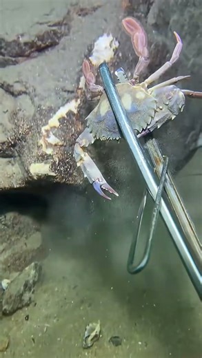 Lặn biển bắt hải sản! Tìm kiếm "báu vật" dưới đáy biển, mỗi phút đều thú vị