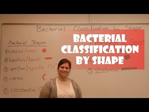 Bacteria Classification by Shape