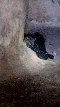 we found an abandoned harley Davidson in tunnels under the city