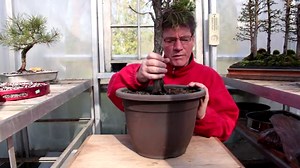 Redwood Bonsai Tree Care Guide (Metasequoia glyptostrobides) - Bonsai Tree Gardener