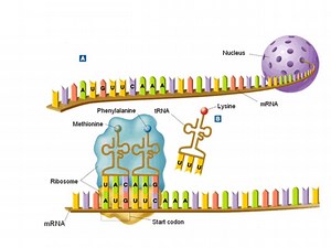 Transcription And Translation
