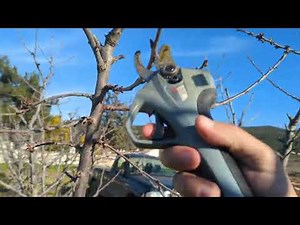 Pruning part 8. Skeena cherry variety.