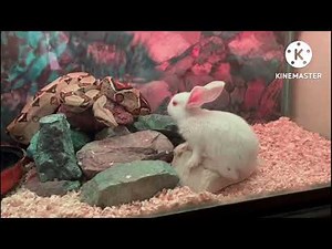 Warning Live feeding Boa constrictor sultana p1بوا عاصرة