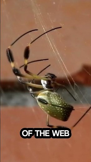 How Do Spiders Spin Perfect Webs