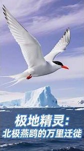 北极燕鸥 7 万公里迁徙！如何避开恶劣天气？ #科普 #亲子科普 #北极燕鸥 #迁徙 #避开恶劣天气