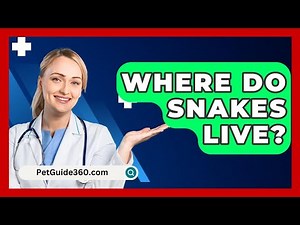 Where Do Snakes Live? - PetGuide360.com