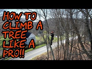 How to Climb & Cut Down a Tree Like a Pro!