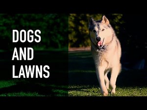How to create the ultimate lawn for dogs