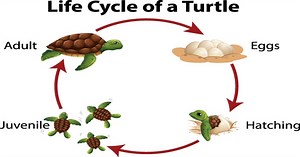 Turtle Life Cycle - Learn About Nature