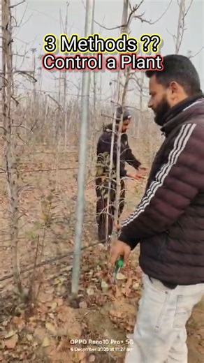 3 methods to control a Plant. 1. Cut on a one year old bud.in gala even on fresh bud it works. 2. Cut on weak means remove the fat feather but leaving behind on a weak shoot. 3. Cut anywhere on old wood at least 2 year old. Keep Following Magray Orchards Adil Magray #plantsmakepeoplehappy #pruning #pruningtechnique #BMW #apple #magrayorchards Tariq Rasool The Apple Mirror | Magray Orchards