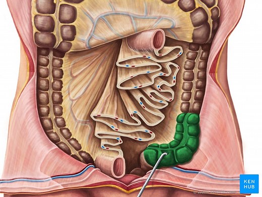 Sigmoid colon
