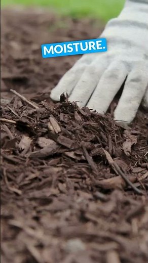 Crepe Myrtle Care: Tips for Thriving Trees!