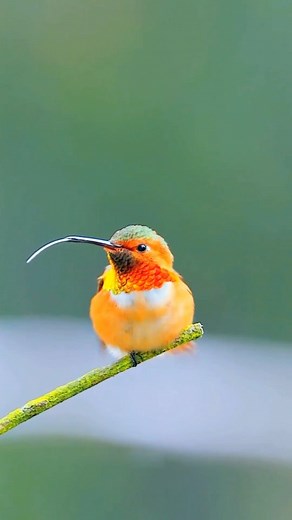 "Flight of Color: The Rufous Hummingbird's Magnificent Migration". *** The Rufous Hummingbird (Selasphorus rufus) is a small, colorful bird native to North America, celebrated for its vibrant plumage and impressive migratory patterns. Adorned with reddish-brown feathers on their backs and sides, accompanied by bright orange-red throats and white underparts, these birds are visually stunning. They undertake extensive journeys between breeding grounds in western North America and wintering territo
