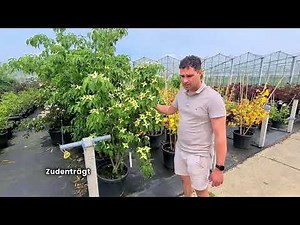 Blumenhartriegel: Der perfekte Baum für deinen Garten