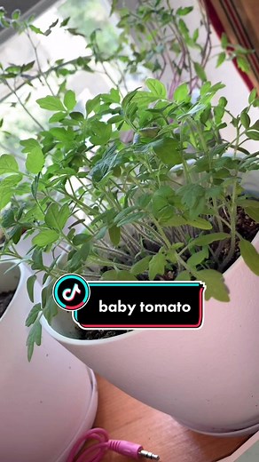 Fastest Growing Tomatoes: Tips for Quick Maturation