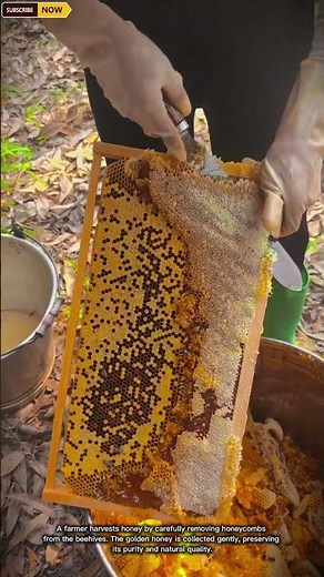 Harvesting Honey from Beehives | Traditional Beekeeping Process #farm #honey #harvest