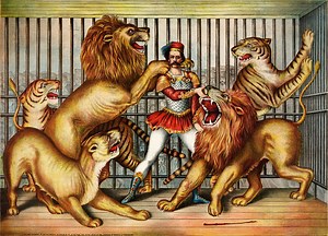 Training big cats, and other circus animals