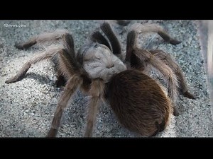 Watch out! It's tarantula mating season in the desert