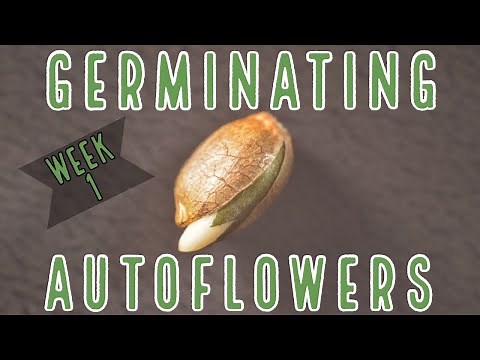 Week 1: How To Germinate Autoflowers