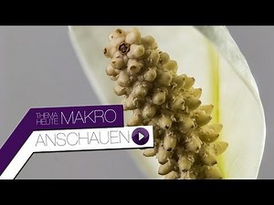 Bessere Makrofotos mit FOCUS STACKING - Praxisvideo TUTORIAL
