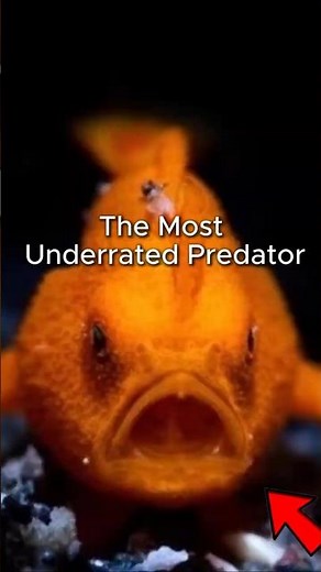 You Won't Believe How Frogfish Ambush Their Prey in Milliseconds